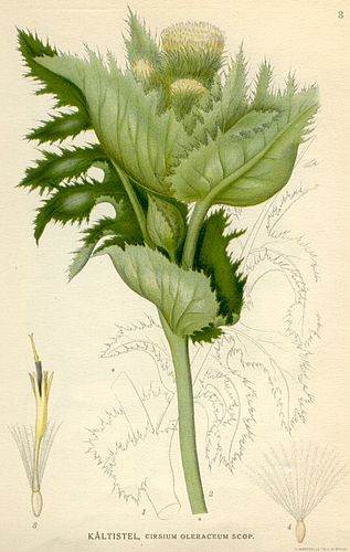 Cirsium oleraceum